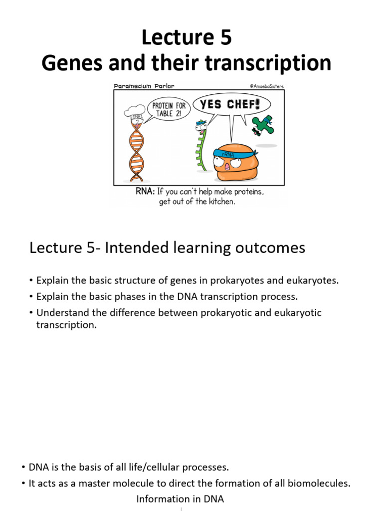 Gene Structure and Transcription Process | PDF | Gene | Messenger Rna