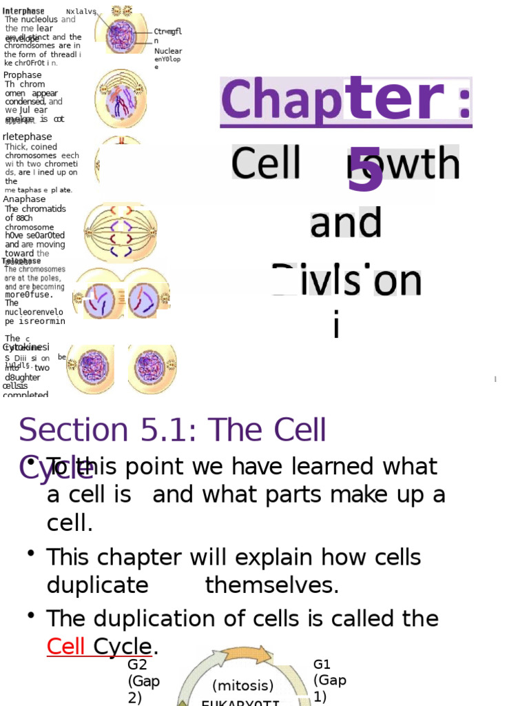 Understanding the Cell Cycle and Mitosis | PDF | Mitosis | Chromatin