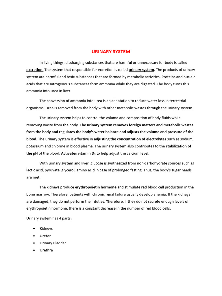 Overview of the Urinary System Functions | PDF | Kidney | Urinary System