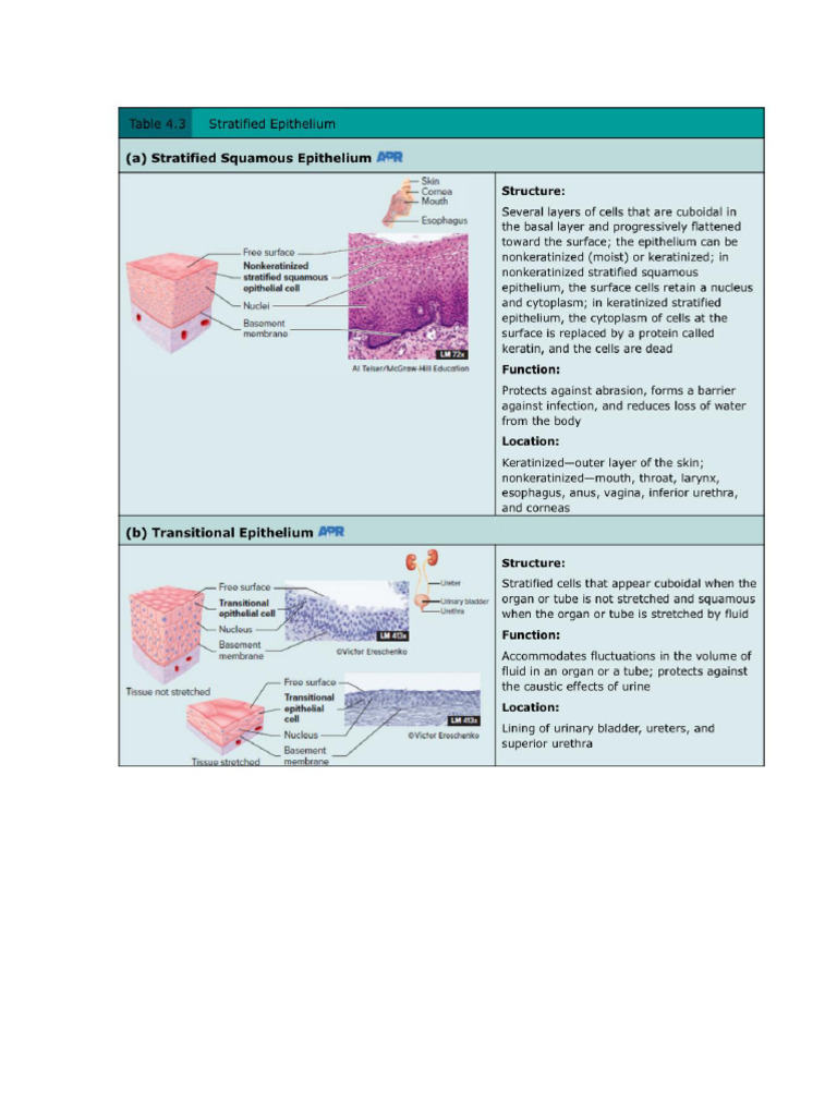 Tissues Ihs | PDF