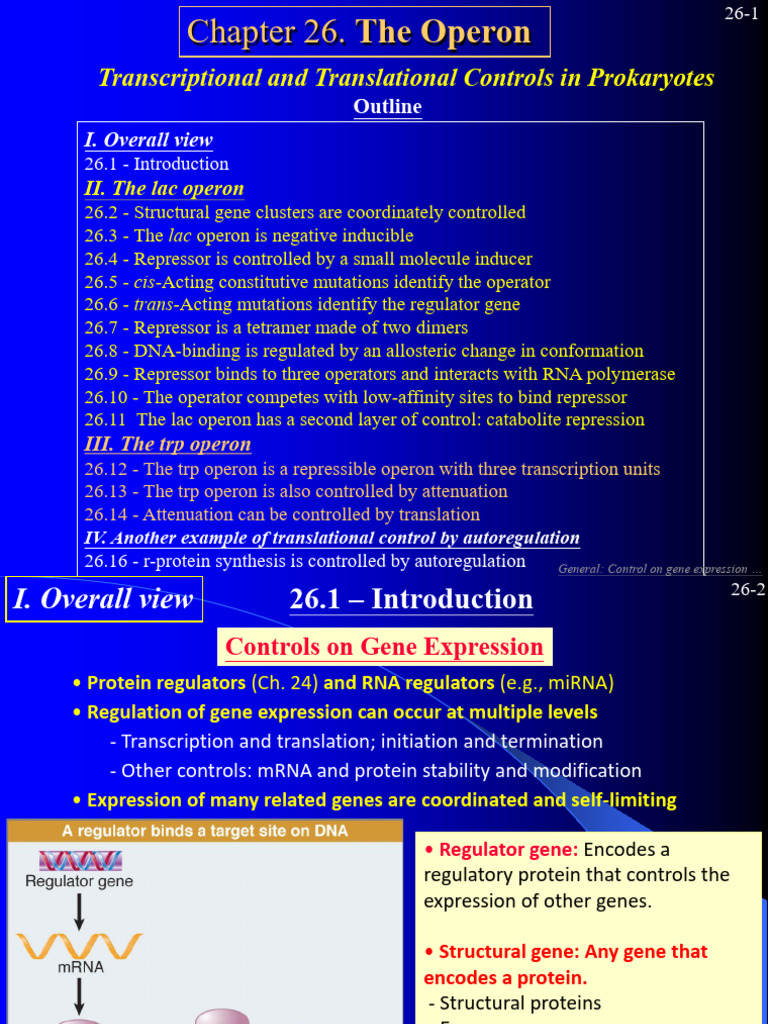 Prokaryotic Gene Regulation: Operons Explained | PDF | Operon | Repressor