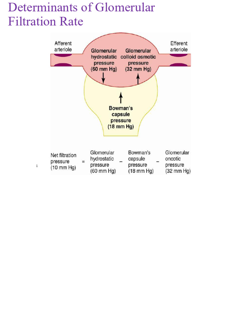 Understanding Glomerular Filtration Rate | PDF | Kidney