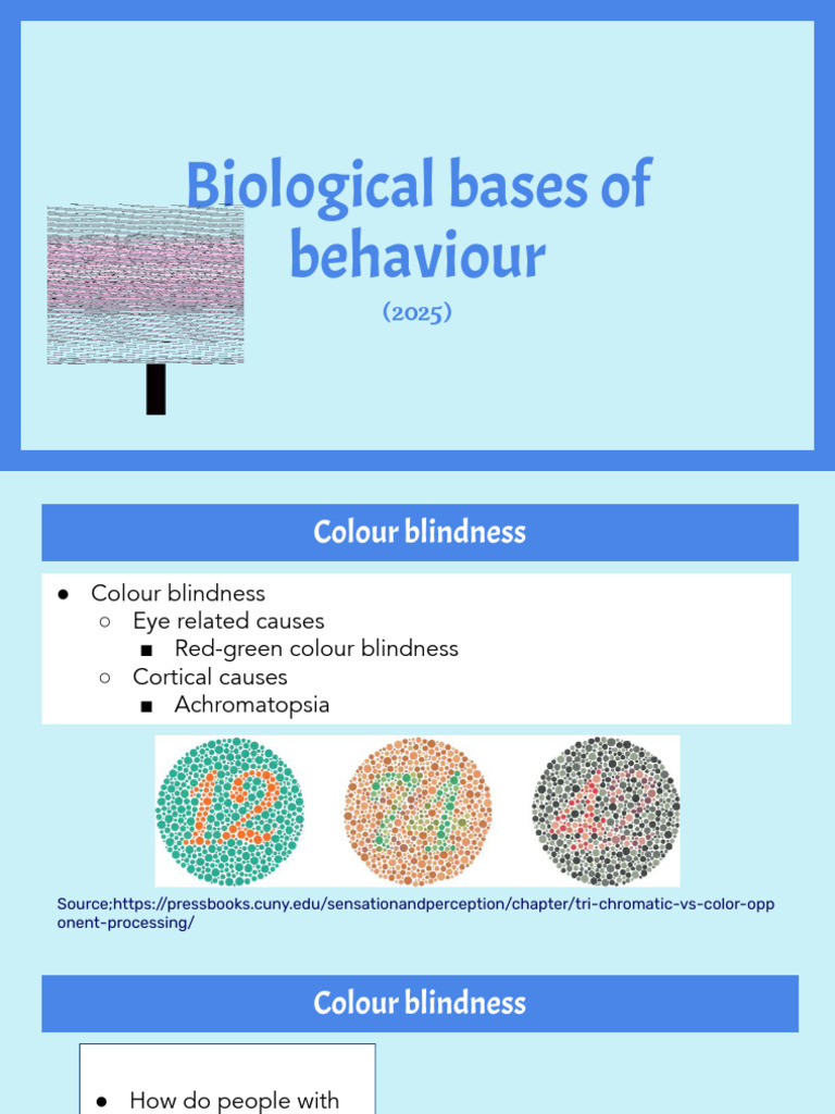 BBB - Colour Blindness and Visual Perception in The Brain | PDF ...
