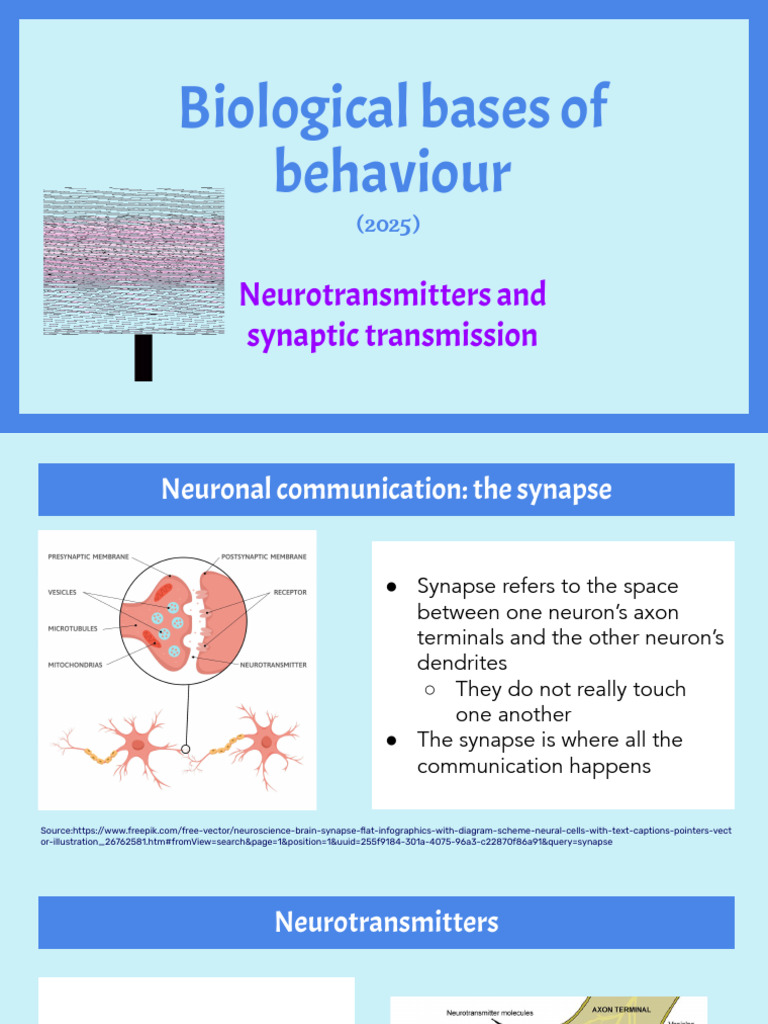 Neurotransmitters and Synaptic Function | PDF | Chemical Synapse ...