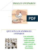 Los Animales Oviparos