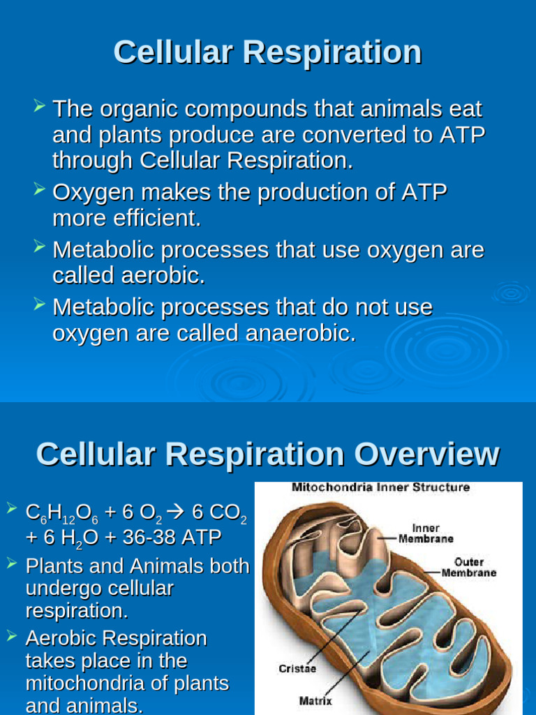 Cellular Respiration Explained: ATP Production | PDF | Cellular ...