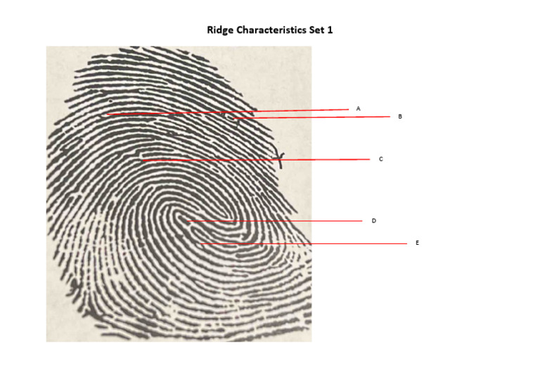 Ridge Characteristics A | PDF