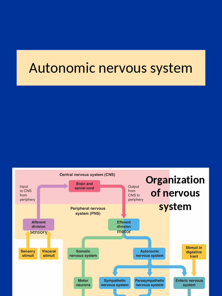 Understanding the Autonomic Nervous System | PDF | Autonomic Nervous ...