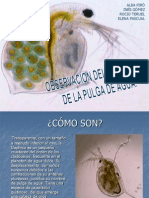 Daphnia 1234537907584053 2