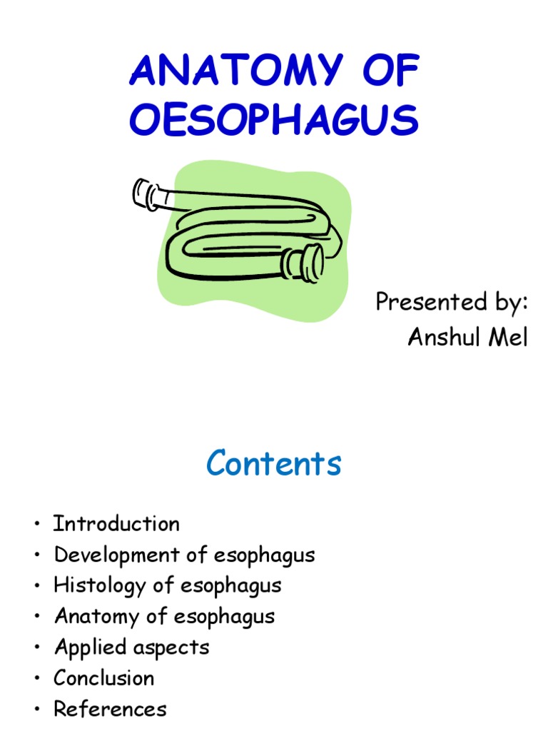 Anatomy of Oesophagus | PDF | Esophagus | Stomach