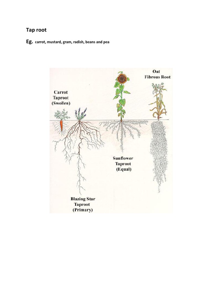 Tap Root | PDF | Home & Garden