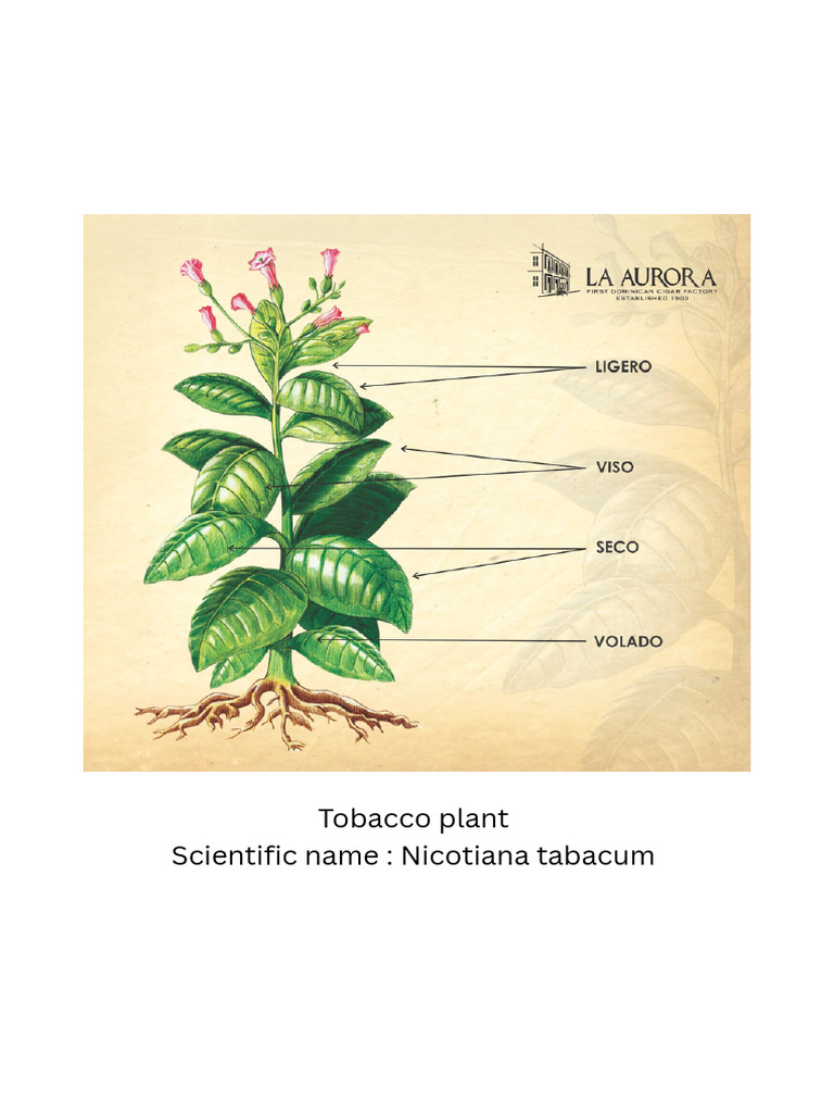Tobacco Plant Scientific Name: Nicotiana Tabacum | PDF