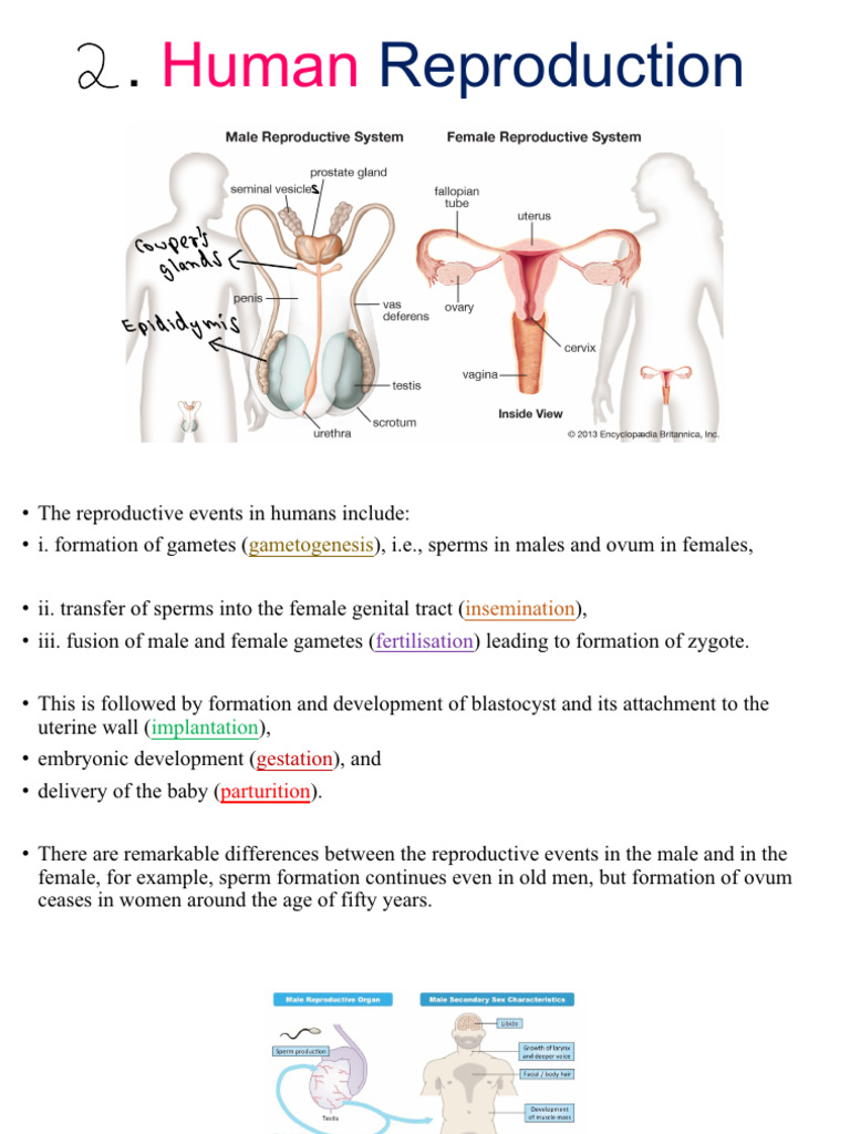 Human Reproduction 12 CBSE SHJ | PDF