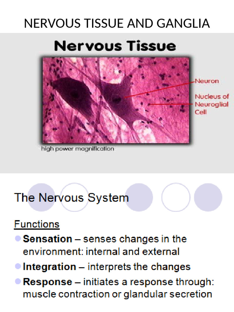 Nervous Tissue and Neuron Structure | PDF | Myelin | Axon