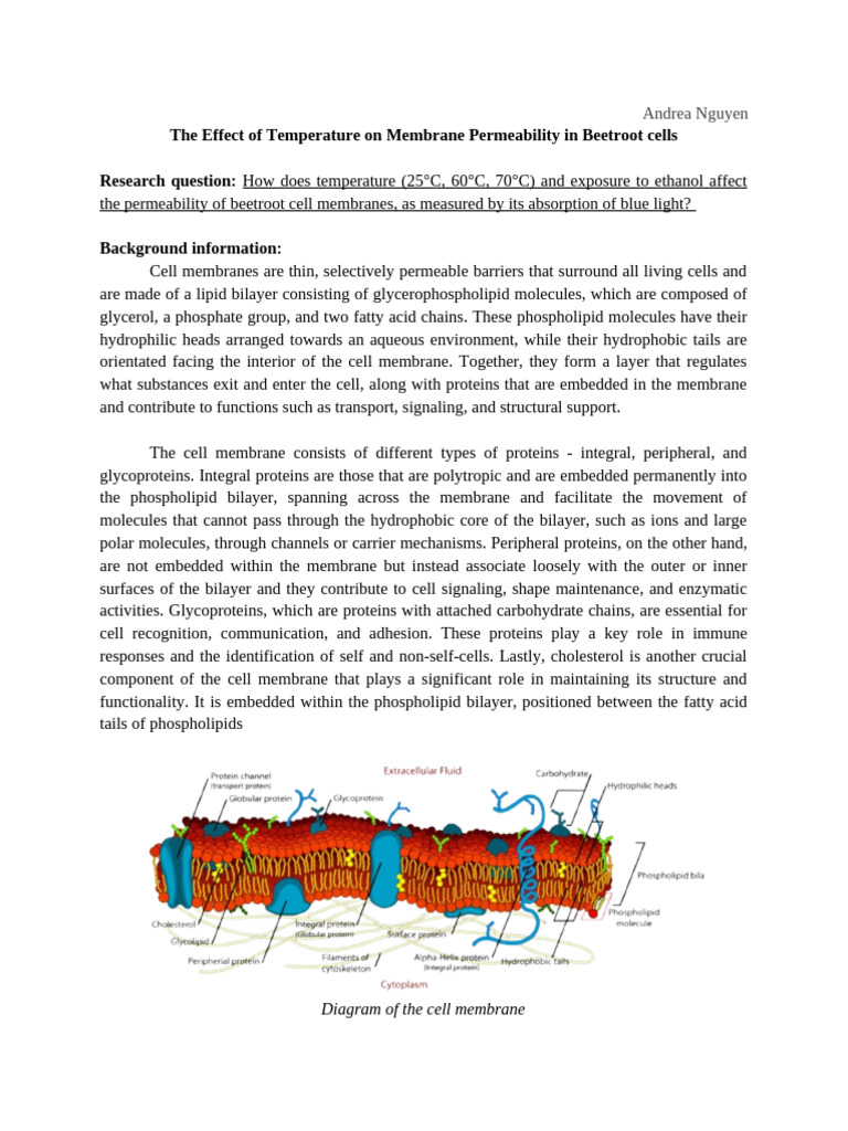 Beetroot Membrane Permeability Results | PDF | Cell Membrane | Lipid ...