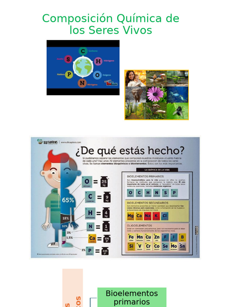 Composición Química de los Seres Vivos | PDF | Biomoléculas | Organismos