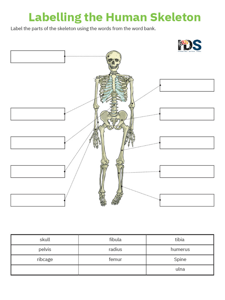 Tibia Humerus Vertebral Column Ulna - 20241116 - 201327 - 0000 | PDF