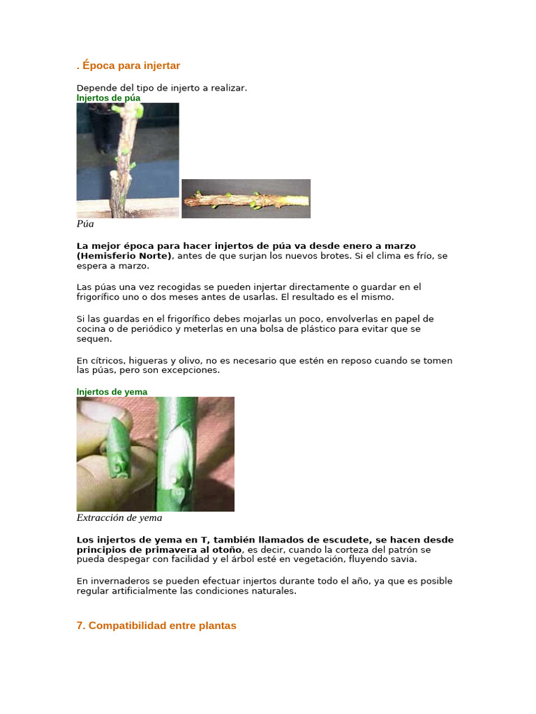 Épocas y Tipos de Injertos | PDF | Injerto | manzana