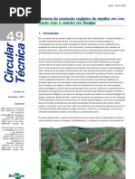 Sistema de Producao Orga Repolho Em Consorcio Com Coentro