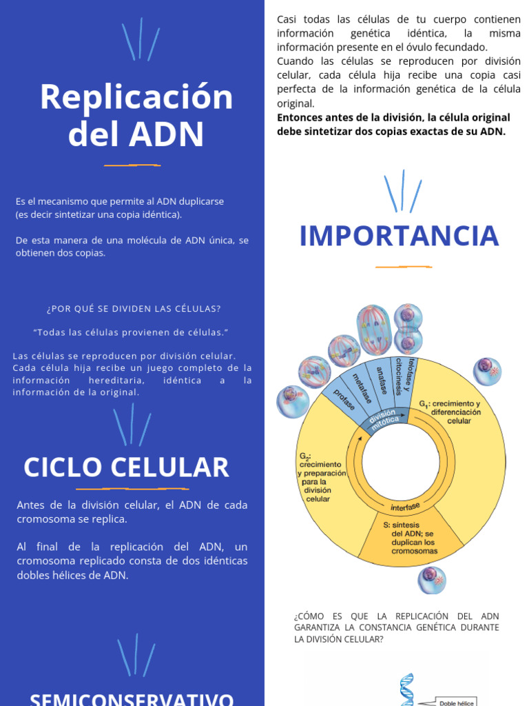 Replicación del ADN: Proceso y Función | PDF | Replicación De Adn | Adn