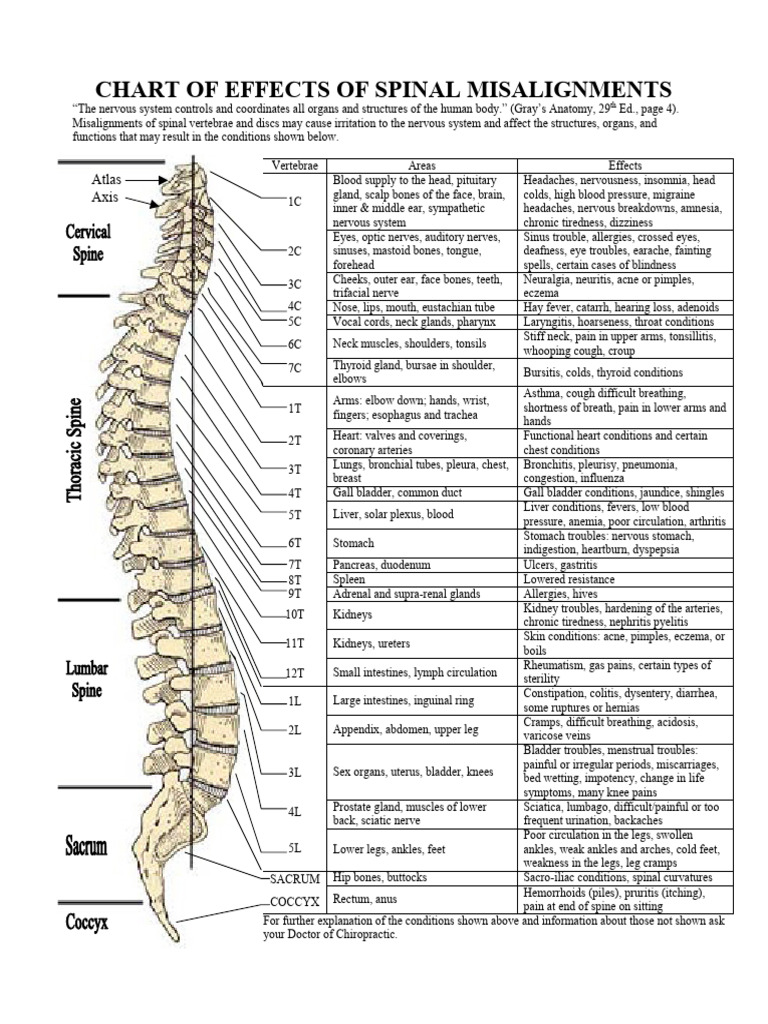 Spinal Misalignments and Their Effects | PDF | Neck | Arm