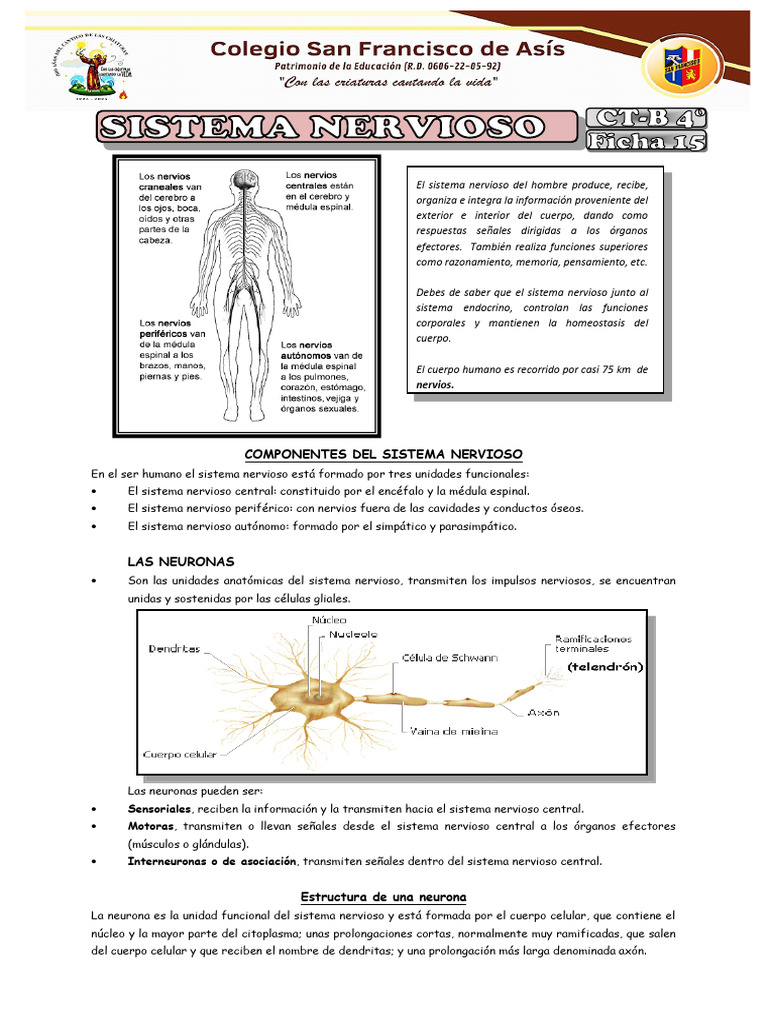 Estructura y Funciones del Sistema Nervioso | PDF | Médula espinal ...
