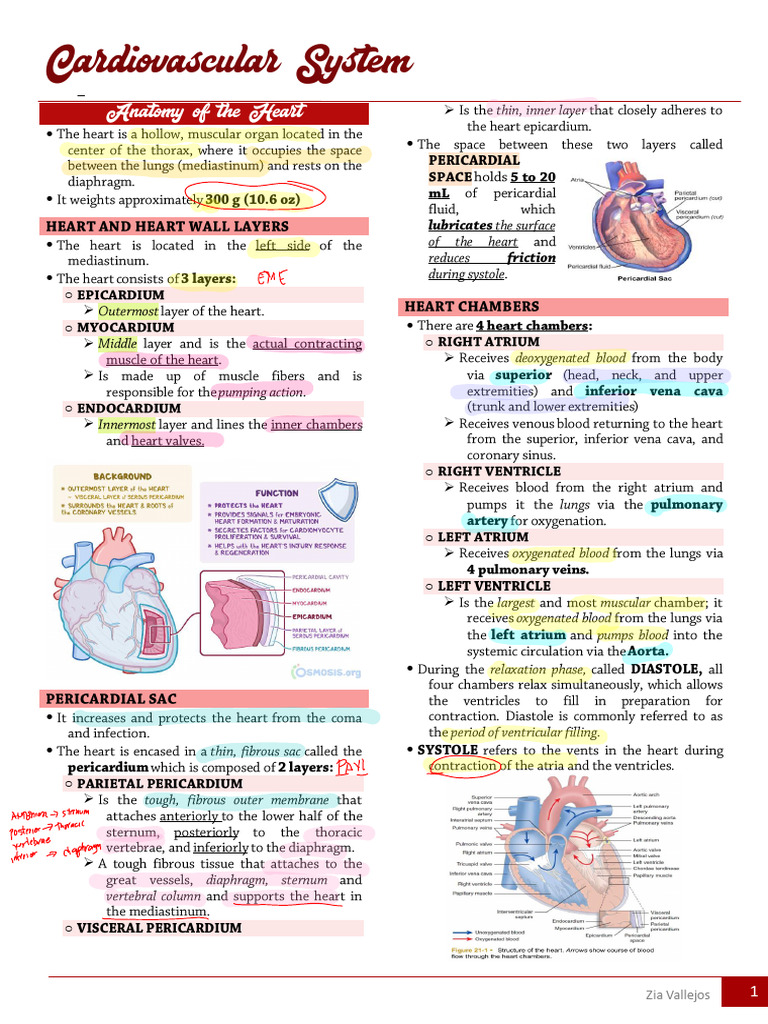 Cardiovascular System Overview and Assessment | PDF | Physiology ...
