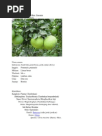 Download JerukBalibyMitraPraminiRachmiSN93702820 doc pdf