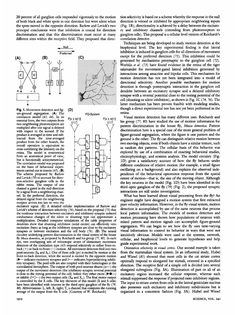 Visual Motion Detection Mechanisms | PDF | Synapse | Inhibitory ...