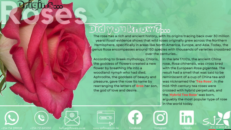 Origins - Roses | PDF