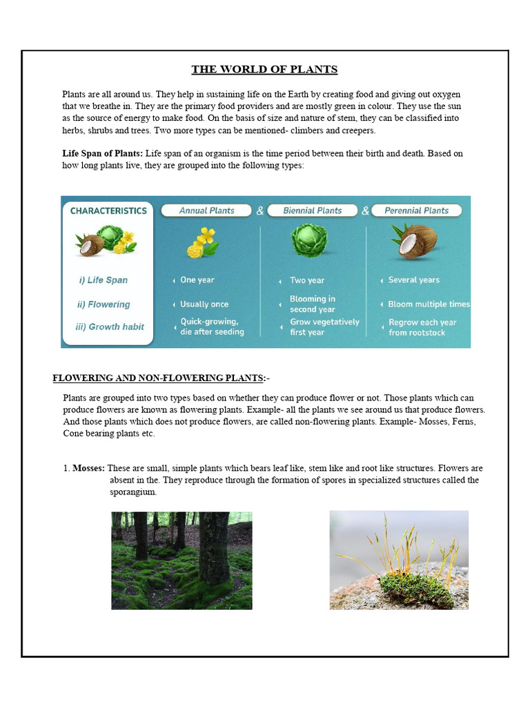 Overview of Plant Types and Structures | PDF | Leaf | Root