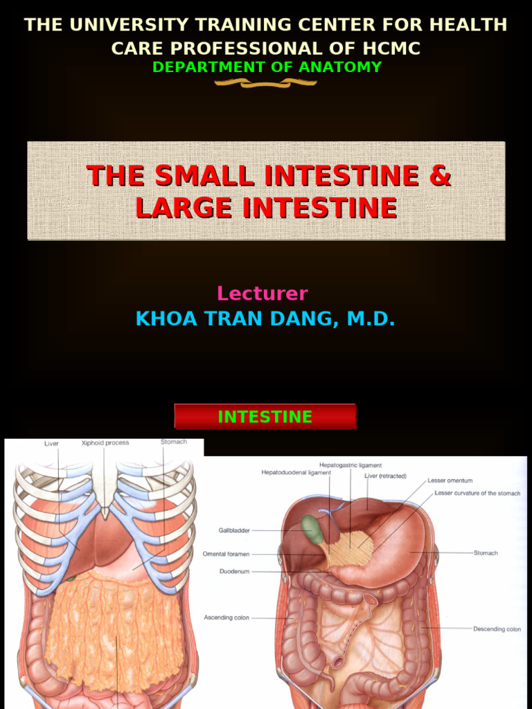 Anatomy of Small and Large Intestine | PDF