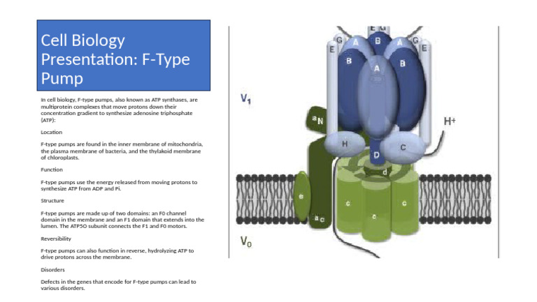 F-Type Pumps: Structure and Function | PDF