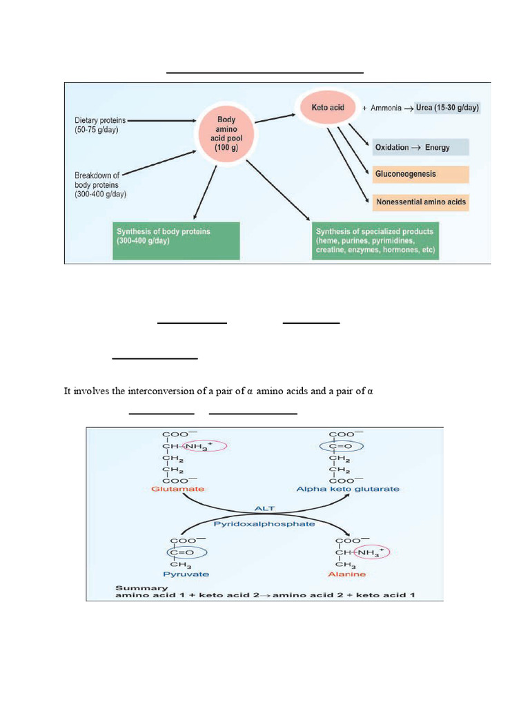 Metabolism of Amino Acids | PDF | Transaminase | Amino Acid