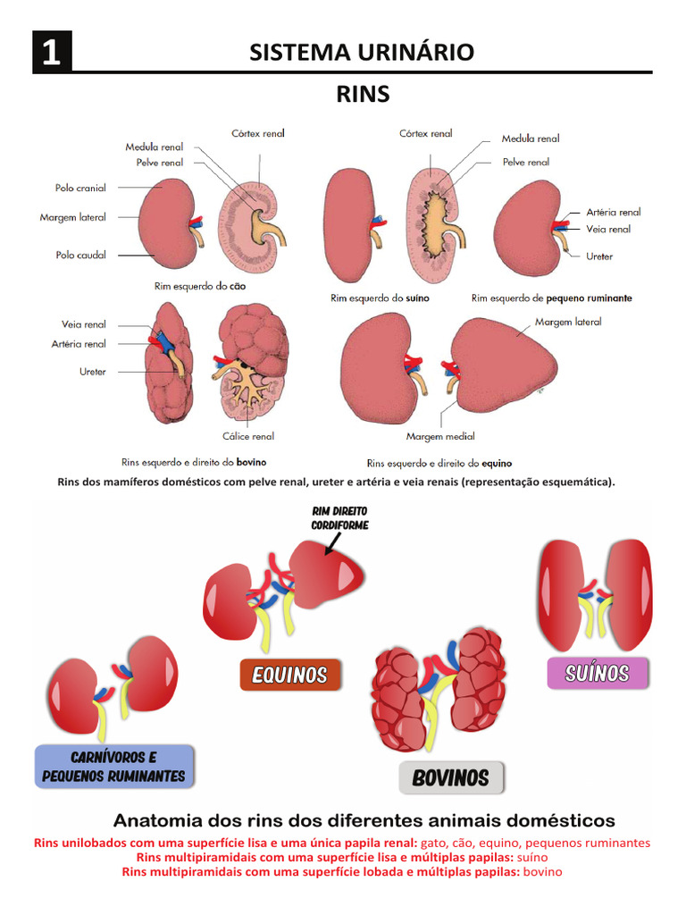 Anatomia dos Rins em Animais Domésticos | PDF