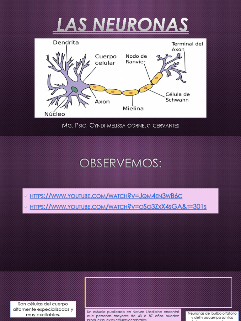 Las Neuronas | PDF | Sinapsis | Neurona