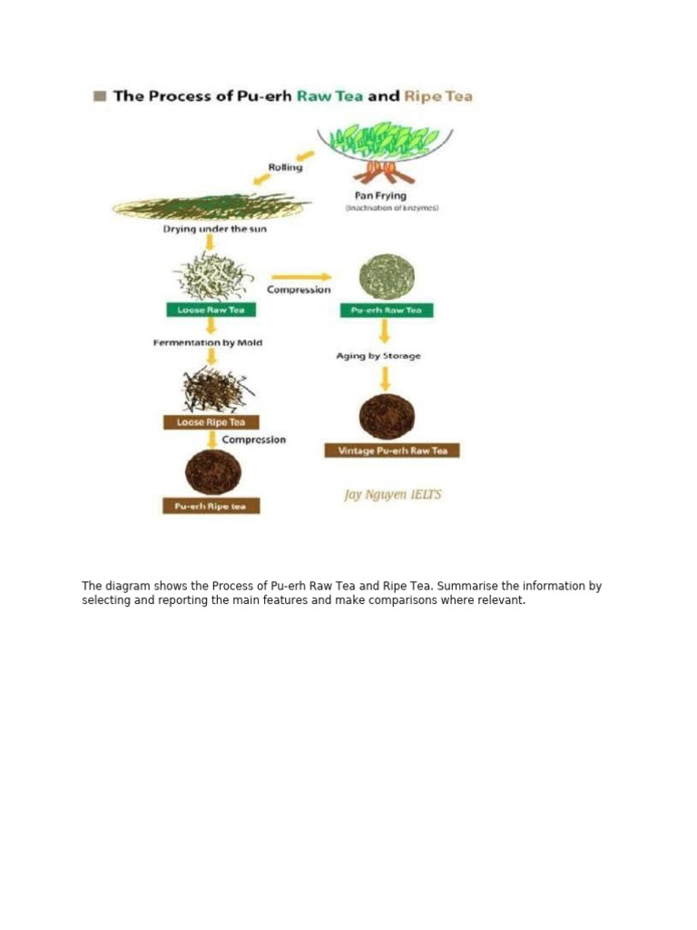 Process of Raw Tea | PDF