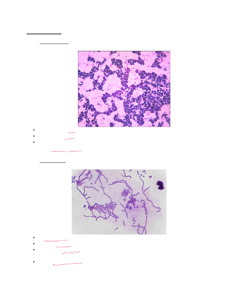 Bacterial Identification and Culture Media Guide | PDF | Growth Medium ...