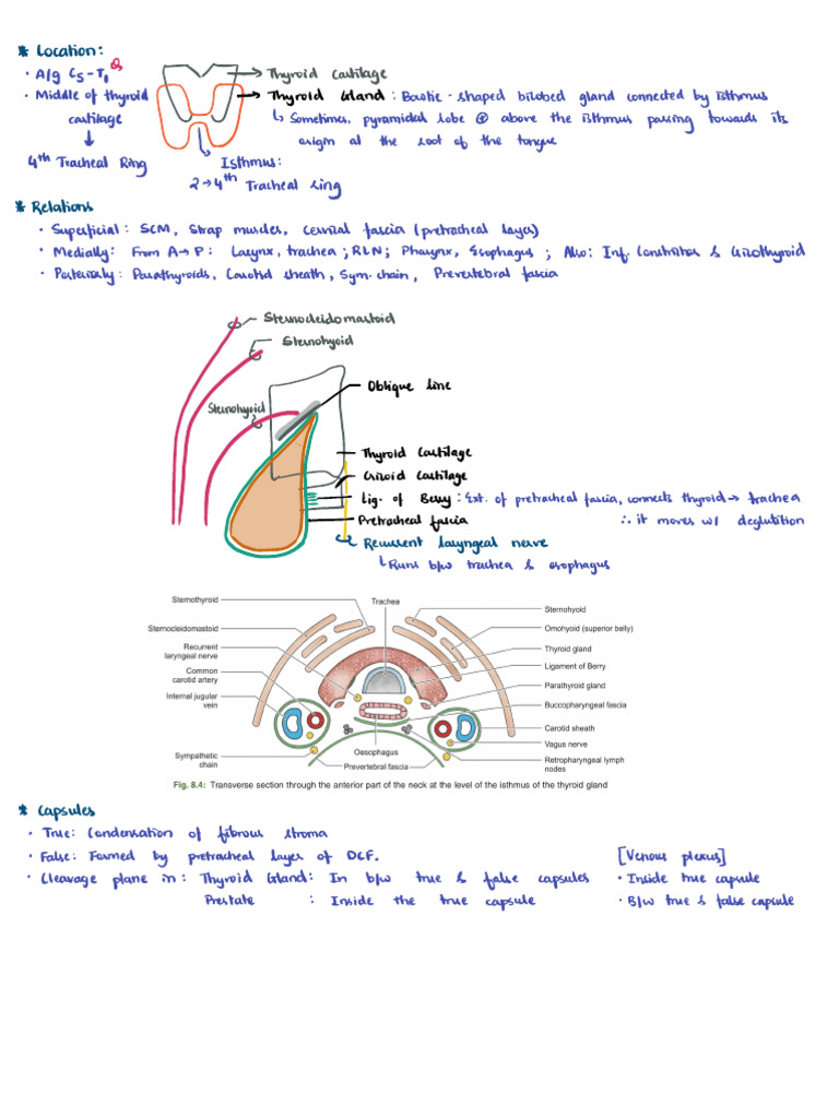 Thyroid Gland Anatomy Overview | PDF | Esophagus | Thyroid
