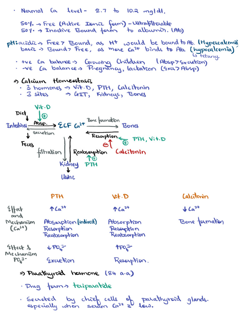 Calcium Homeostasis and Balance Worksheet | PDF | Vitamin D | Endocrine ...