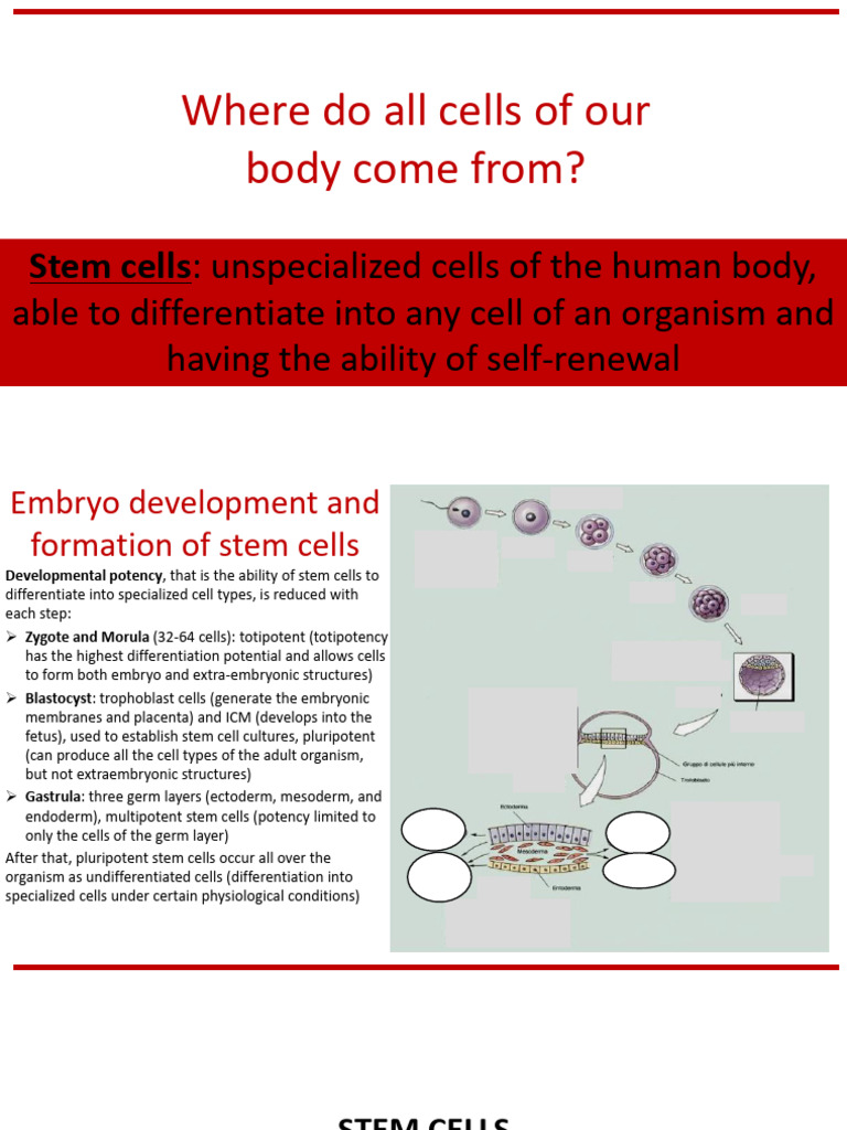 Understanding Stem Cell Development | PDF | Cell Potency | Stem Cell