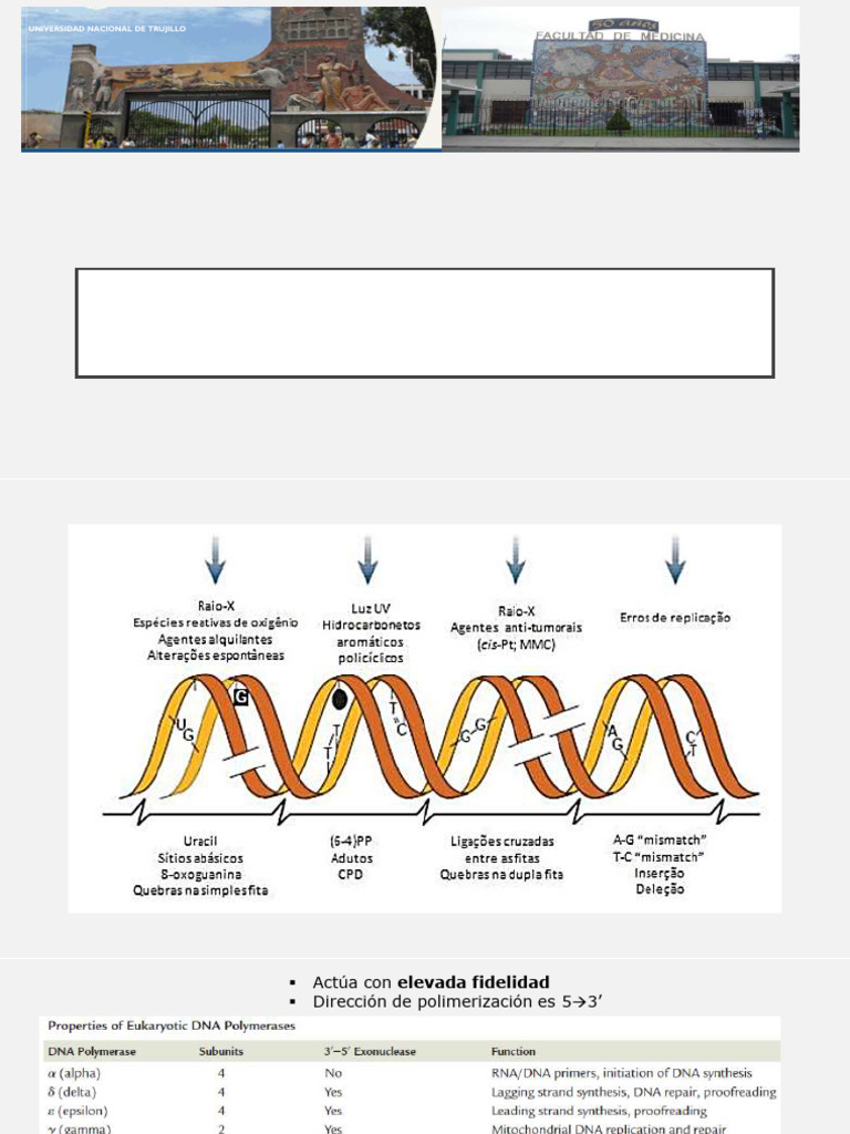 Clase ReparaciondelADN | PDF | Reparación de adn | Adn