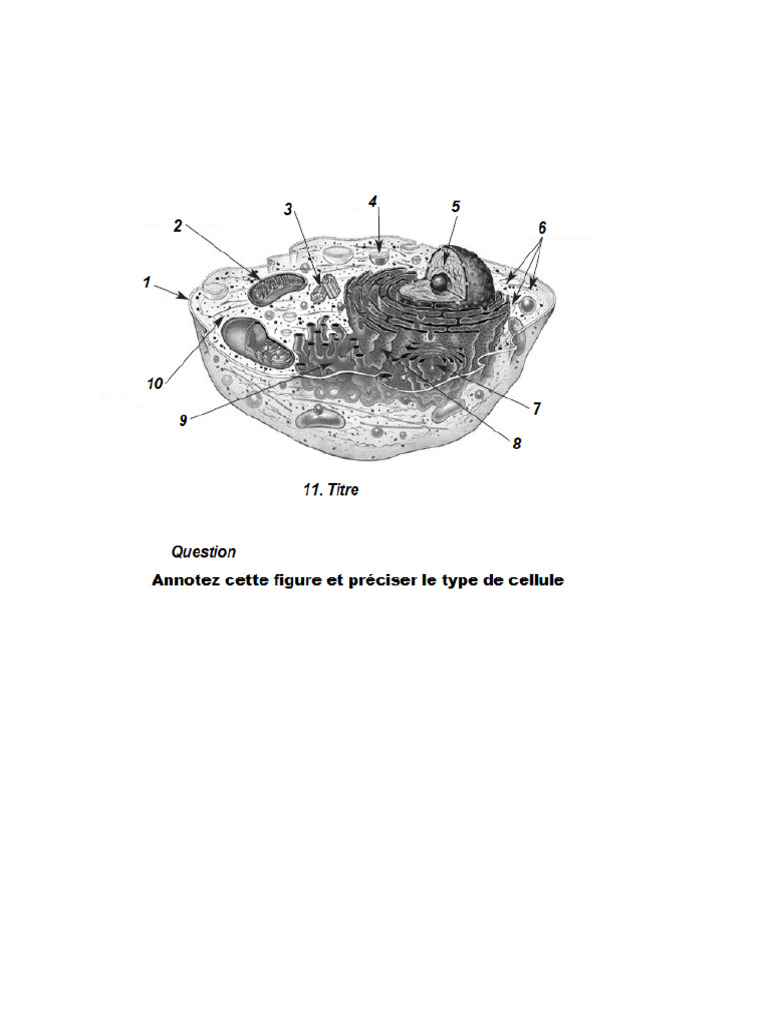 Cellule Eucaryote Annotation-1 | PDF