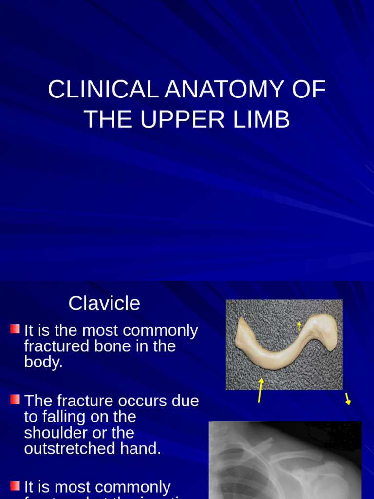 Upper Limb Clinical Anatomy Overview | PDF | Shoulder | Human Anatomy