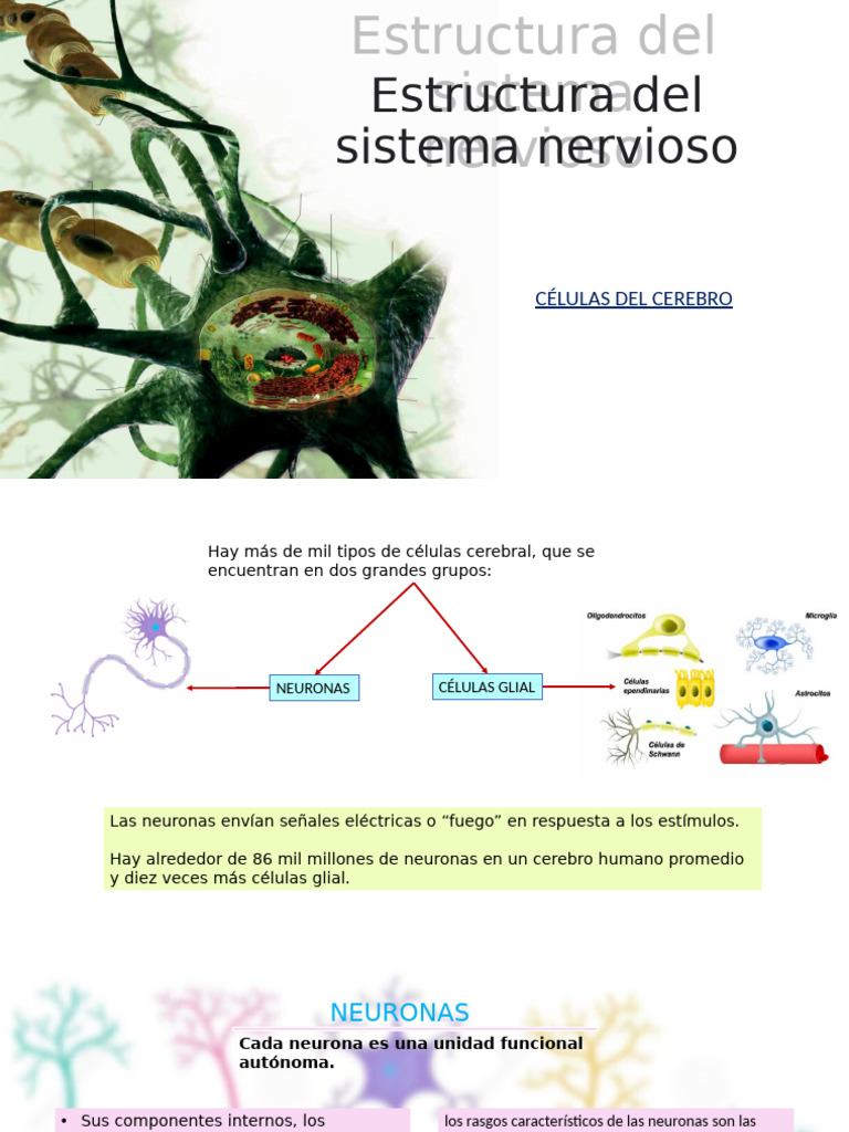 Estructura y Función del Sistema Nervioso | PDF | Sinapsis | Neurona