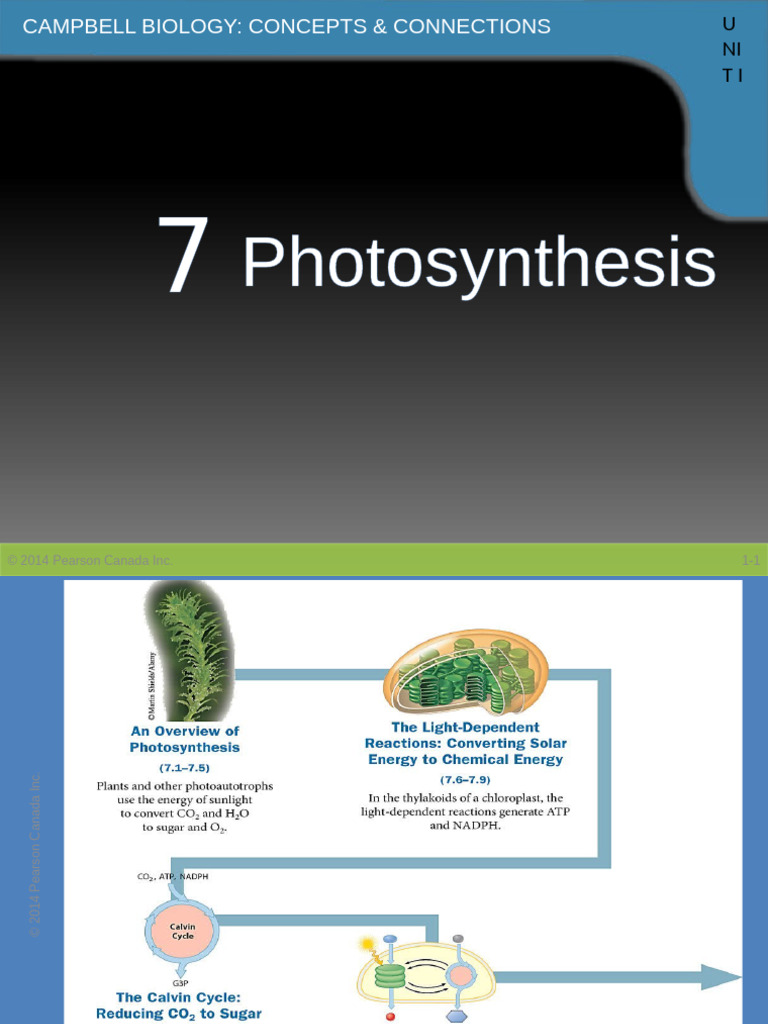 7.090 - Jan 2025 - CH 7 - Photosynthesis | PDF | Photosynthesis ...