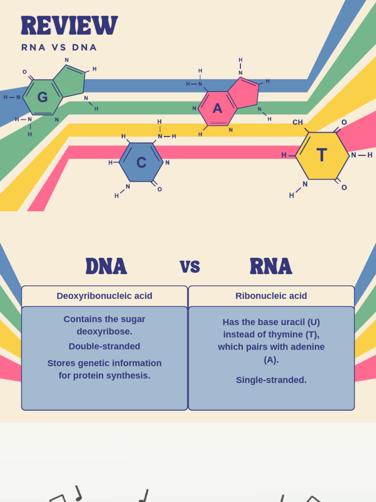 Dna Replication (PDF) | PDF | Dna Replication | Dna