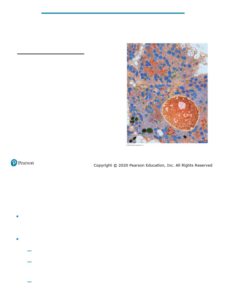 Overview of Cell Structure and Function | PDF | Mitosis | Endoplasmic ...