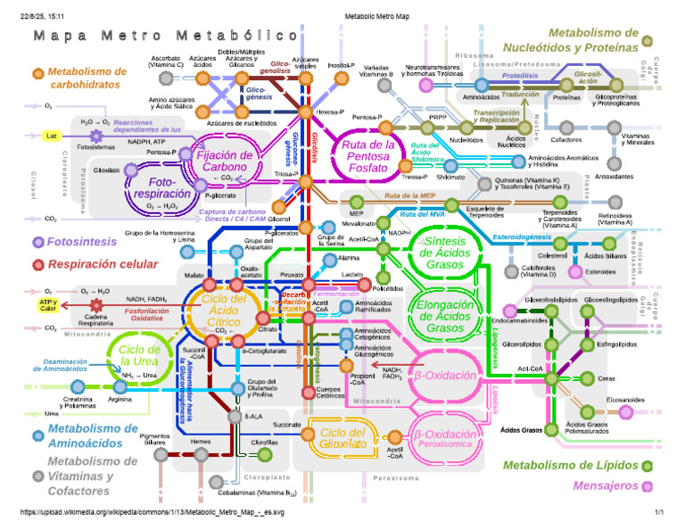 Metabolic Metro Map - Es | PDF