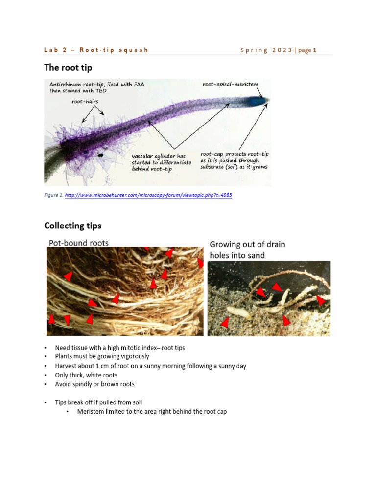 Root Tip Squash Protocol Guide | PDF | Staining | Mitosis